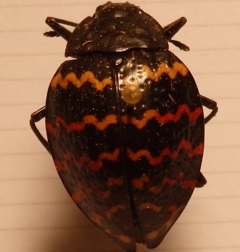 Réf. 237 696 : Erotylus incomparabilis